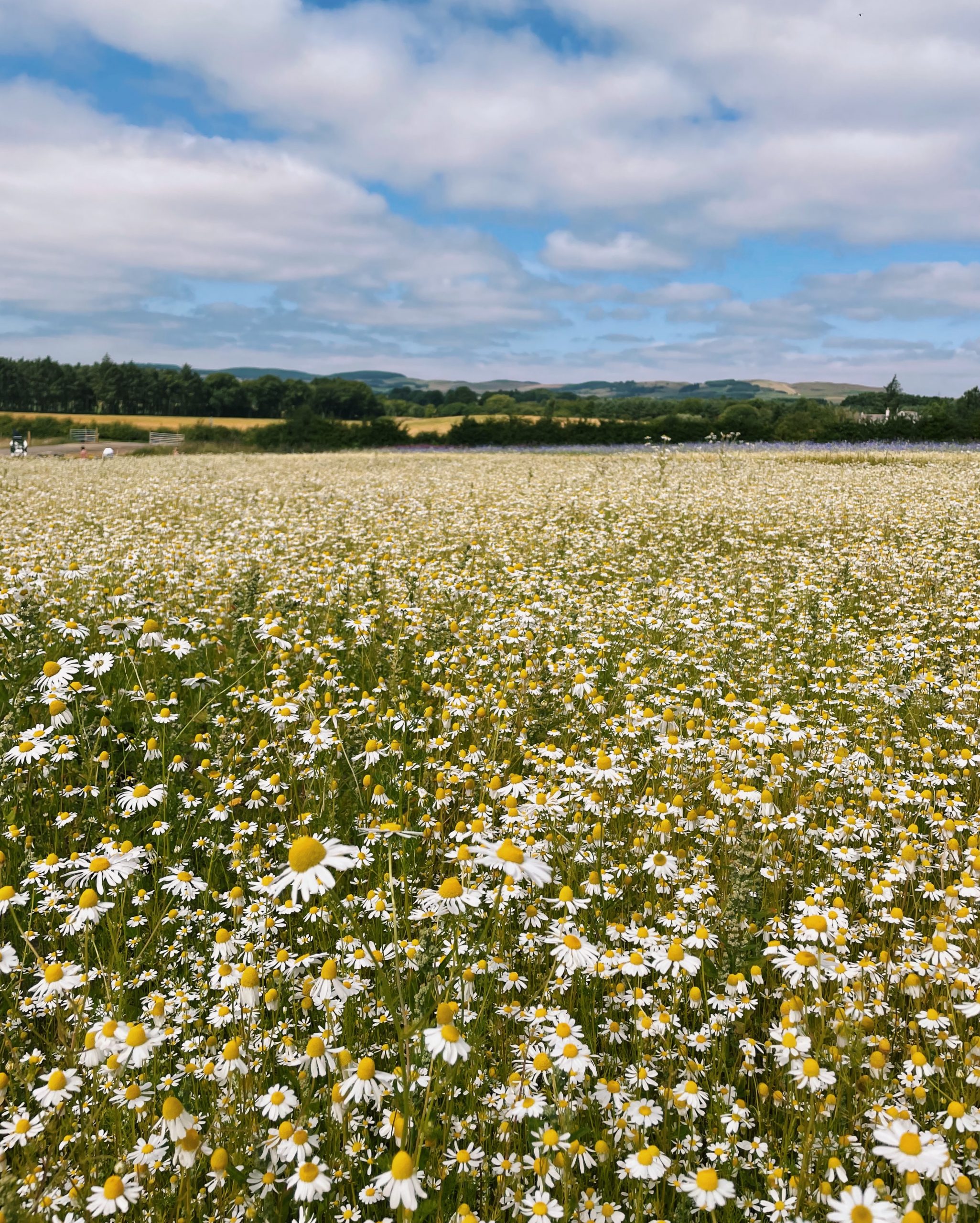 Scottish Lavender Field