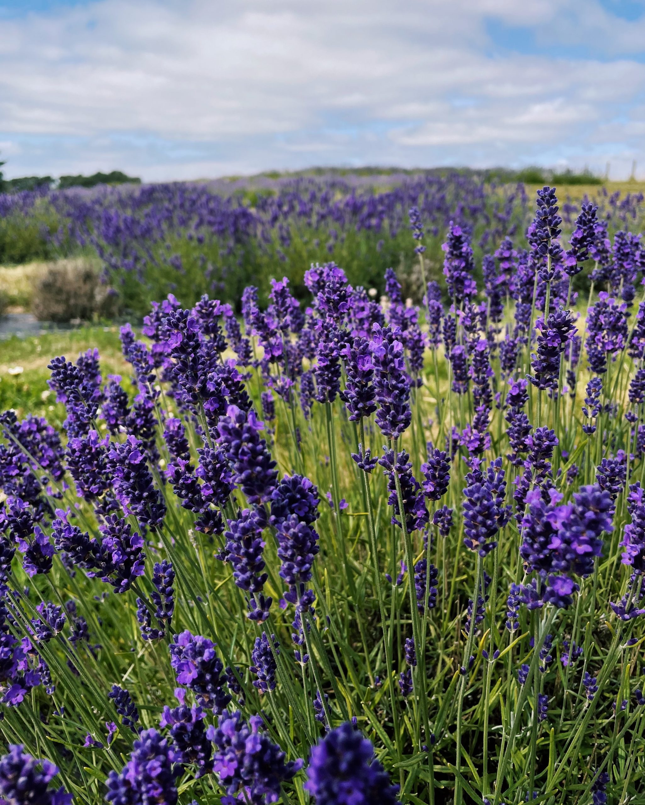 Scottish Lavender Field