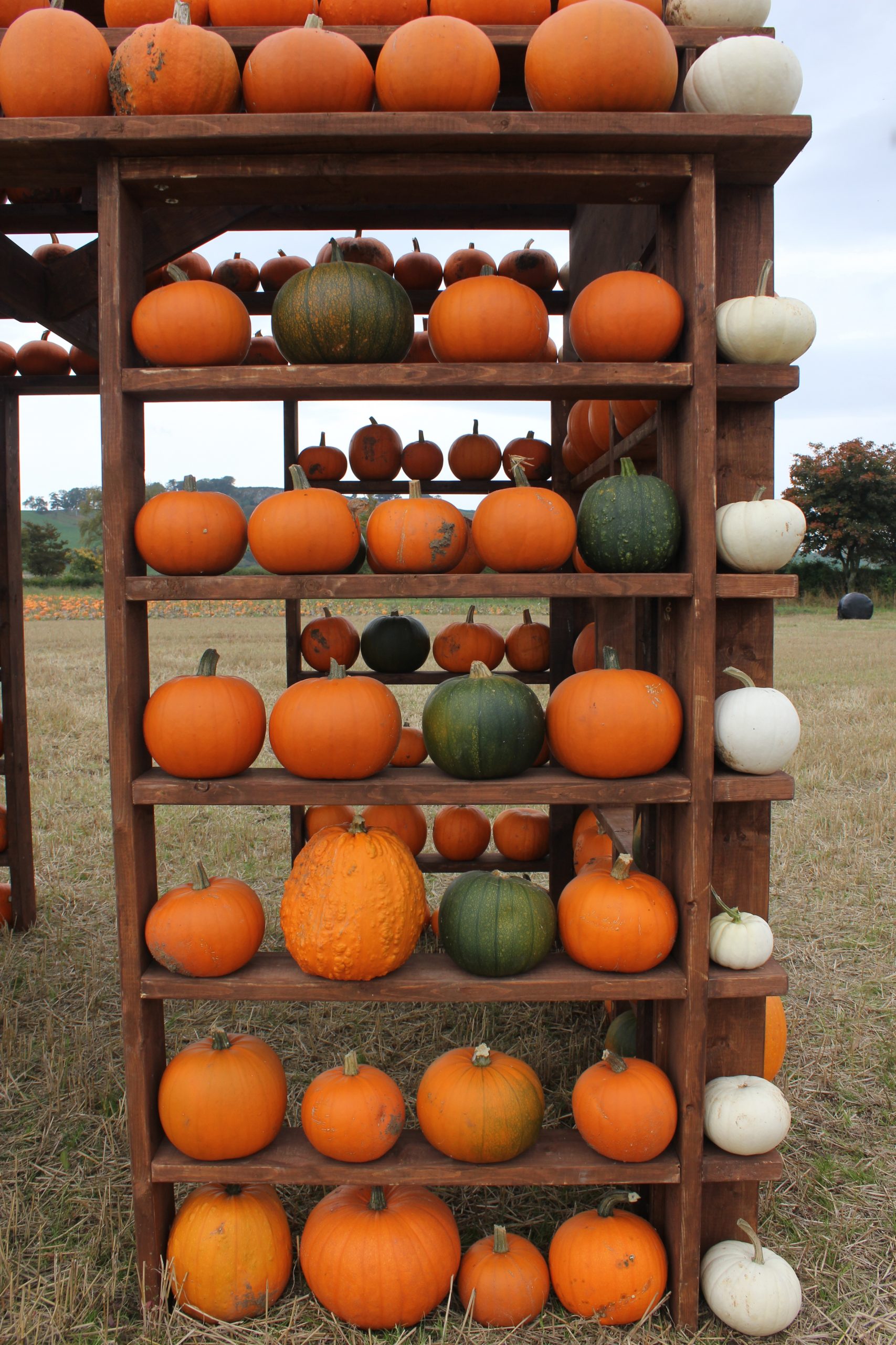 The pumpkin patch Kilduff Farm