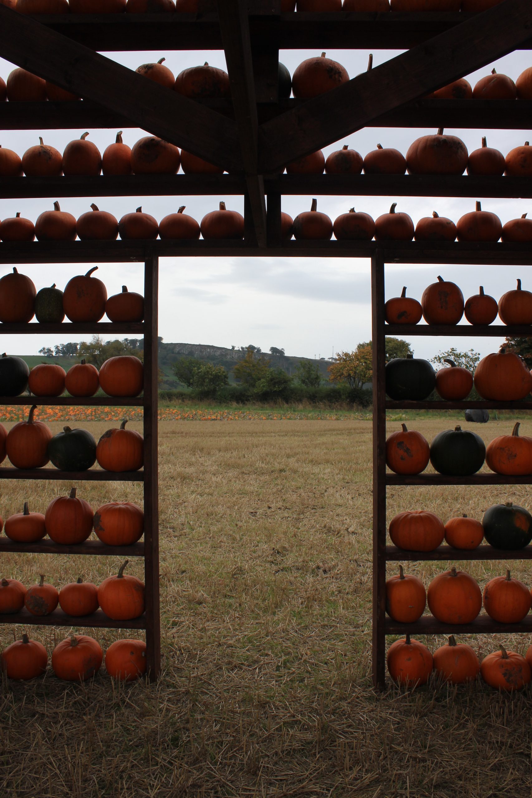 The pumpkin patch Kilduff Farm